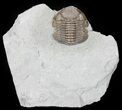 Long, Folded Eldredgeops Trilobite - Ohio #50898-1